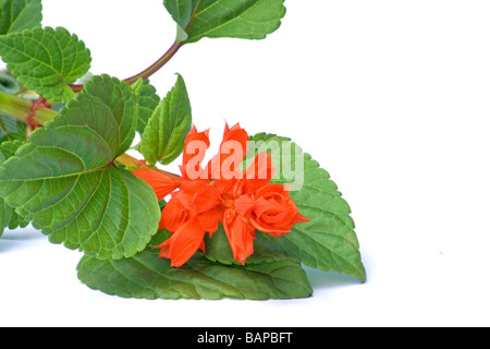 Scarlet Salbei, Salvia Splendens Sellow Stockfoto