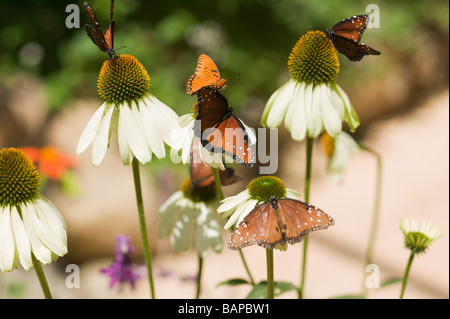 Schmetterlinge, San Diego, Kalifornien, Museum of Natural History Stockfoto