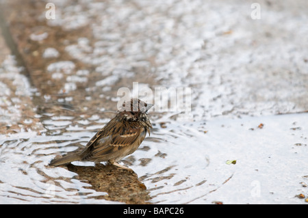 Spatz, die Baden auf dem Bürgersteig nach einer Dusche Stockfoto