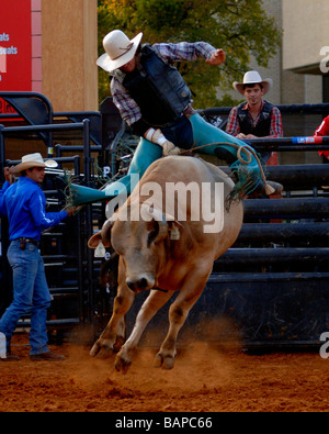 Rodeo Bull Rider Leistung in der Texas State Fair Rodeo arena Stockfoto