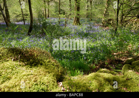 Englischen Bluebells in einem Bluebell Holz Hyacinthoides non scripta Stockfoto