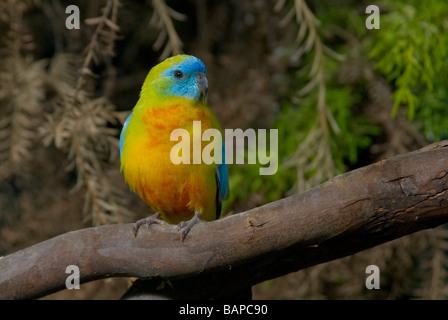 Türkisfarbenen Papagei, "Neophema Pulchella", Medium sized australische Grass Papagei Stockfoto