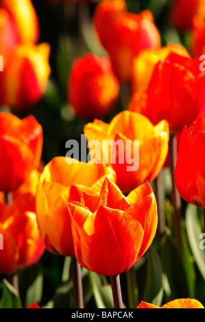 gelb rot Streifen Tulpe Tulipa Flair frühen Gruppe Blume Blüte Blüte Arten Variante Var sp Vielzahl Farbe einfarbig Stockfoto