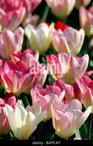 Elfenbein rosa Flamme Tulpe flaming Purissima Fosteriana Gruppe Blüte Blüte Arten Variante Var sp Vielzahl Farbe Blütenfarbe Stockfoto