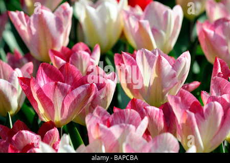 Elfenbein rosa Flamme Tulpe flaming Purissima Fosteriana Gruppe Blüte Blüte Arten Variante Var sp Vielzahl Farbe Blütenfarbe Stockfoto