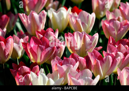 Elfenbein rosa Flamme Tulpe flaming Purissima Fosteriana Gruppe Blüte Blüte Arten Variante Var sp Vielzahl Farbe Blütenfarbe Stockfoto