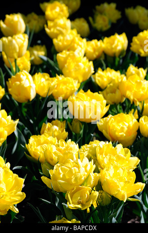 gelbe Tulpe Tulipa monte-carlo Doppel frühen Gruppe Blüte Blüte Arten Variante Var sp Vielzahl Farbe Blütenfarbe Stockfoto