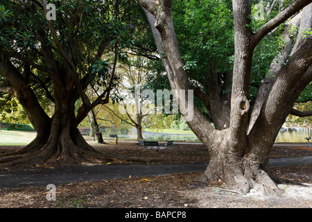 Hide Park Australien mit uralten Eiche & alten Feigenbaum in der Nähe von Wasser Stockfoto