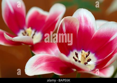 Tulpe mit weit geöffneten Blütenblätter Stockfoto