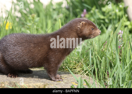 Amerikanischer Nerz Mustela Vison Sussex Frühling Stockfoto