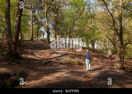 UK England Cheshire Alderley Edge Frau Buche Wald im Frühling Hunde spazieren Stockfoto