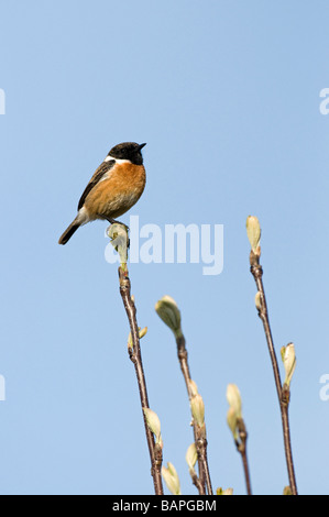 Männliche Schwarzkehlchen (Saxicola Torquata) Stockfoto