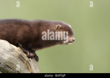 Amerikanischer Nerz Mustela Vison Sussex Frühling Stockfoto