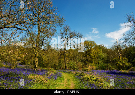 Glockenblumen in Coombe Wald Essex. Stockfoto