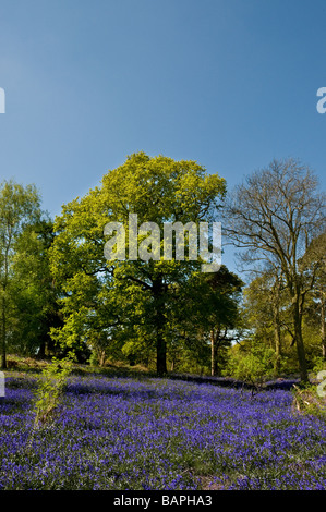 Glockenblumen in Coombe Wald Essex. Stockfoto