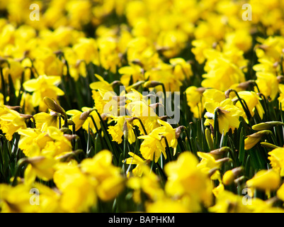 Narzissen in voller Blüte mit geringen Schärfentiefe erschossen Stockfoto