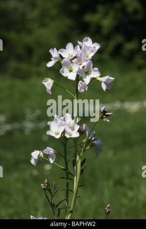 Ladys Kittel Kuckuck Blume Cardamine Pratensis Midlands Frühling Stockfoto