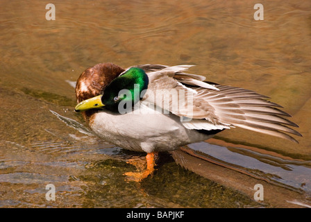 Stockente im seichten Wasser putzen Stockfoto