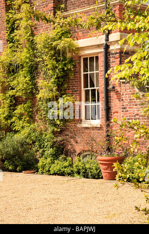 Detail einer attraktiven sonnenbeschienenen Kies Hof und Kletterpflanzen und Töpfe Godmanchester Cambridgeshire UK Stockfoto