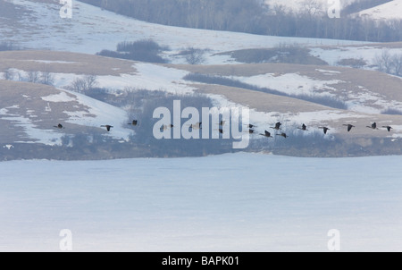 Zeitigen Frühjahr Ankunft Kanadagänse im Flug Stockfoto