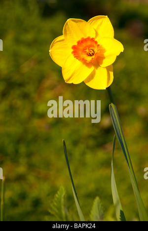 Eine einzelne einsame Narzisse (Narcissus Pseudonarcissus) außerhalb in einem britischen Garten wächst Stockfoto