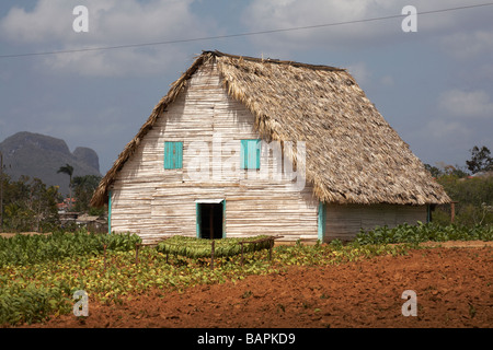 Tabaktrocknung Hütte Scheune und Felder im Vinales Tal, Pinar del Rio Provinz, Kuba, Westindien, Karibik, Mittelamerika mit Copyspace copy space copy space Stockfoto