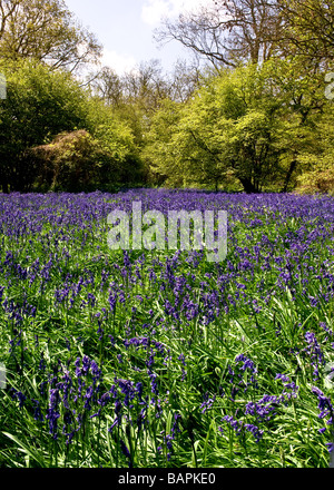 Glockenblumen in Coombe Wald Essex. Stockfoto