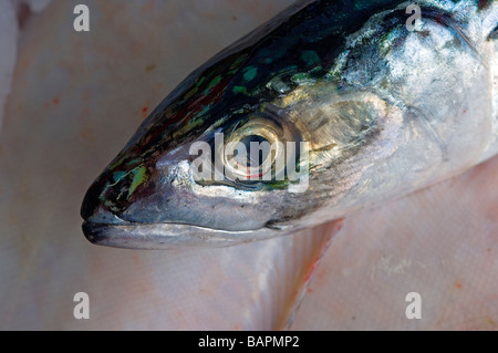 Makrele Fisch Kopf Markierungen, Nahaufnahme Stockfoto