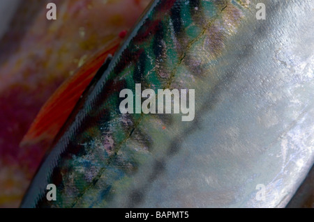 Markierungen auf einem britischen Makrele Fisch, Nahaufnahme detail Stockfoto