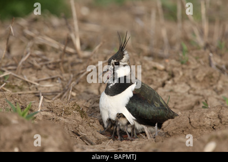 Nördlichen Kiebitz Vanellus Vanellus Weibchen mit jungen Frühling Midlands Stockfoto