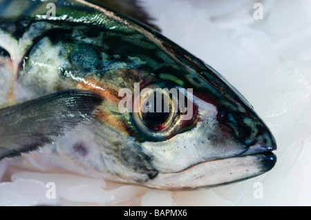 Makrelen auf einem Fischhändler-stall Stockfoto