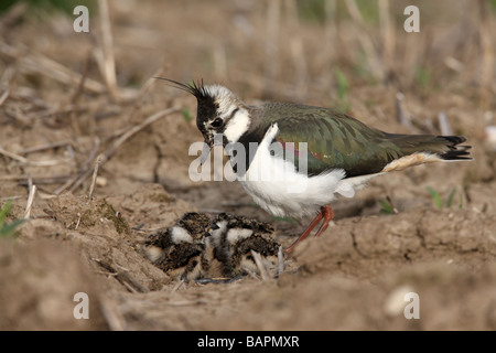 Nördlichen Kiebitz Vanellus Vanellus Weibchen mit jungen Frühling Midlands Stockfoto