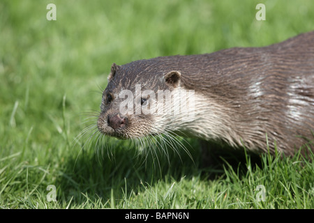 Fischotter Lutra Lutra Sussex Frühling Stockfoto