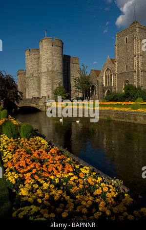 Schwäne auf dem Fluss Stour. Westgate Gärten, Canterbury, Kent, England, Vereinigtes Königreich Stockfoto