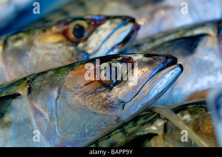 Makrelen auf einem Fischhändler-stall Stockfoto