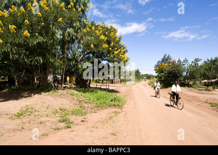 Akazienbäume in Blüte neben der Dirt-Track-Straße durch das Dorf Nyombe, Malawi, Afrika Stockfoto