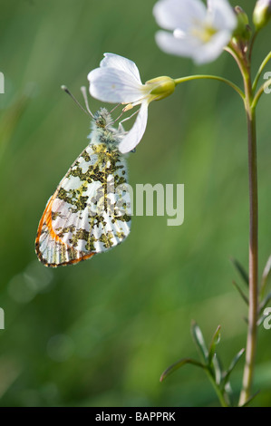 Anthocharis cardamines. Orange Tip butterfly Fütterung auf ein wildflower in der englischen Landschaft. Großbritannien Stockfoto