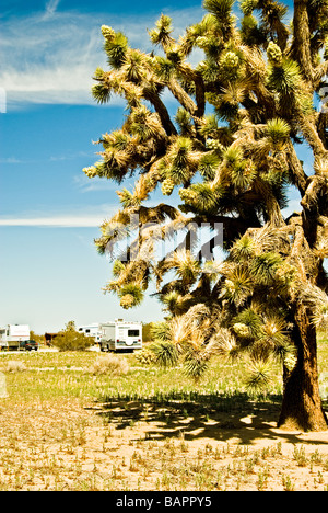 CA Joshua Tree Wohnmobile geparkt unter Joshua Tree Yucca brevifolia Stockfoto