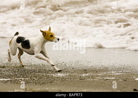 Jack Russell Terrier am Strand in der Nähe von Bandon Jetty - Bandon, Oregon Stockfoto