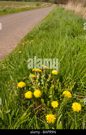 Löwenzahn (Taraxacum Officinale) wächst auf dem Lande in Großbritannien Stockfoto