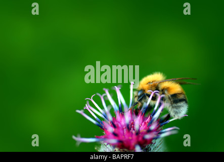 Hummel auf Distel Blume auf grünem defokussierten Hintergrund Stockfoto