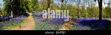 Glockenblumen in Coombe Wald Essex. Stockfoto