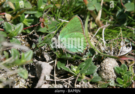 Grüner Zipfelfalter Schmetterling, Callophrys Rubi, Lycaenidae Stockfoto