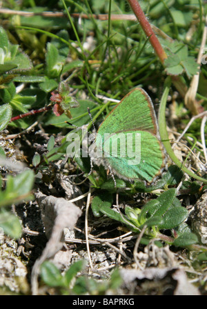 Grüner Zipfelfalter Schmetterling, Callophrys Rubi, Lycaenidae Stockfoto