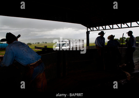 Rinder zum Schlachthof Anlage Jacutinga Bauernhof Figueirópolis d Oeste Mato Grosso Staat Brasilien be- Stockfoto