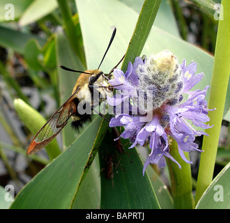 Kolibri Clearwing Motte, Sphinx Motte, Hermaris thysbe Stockfoto