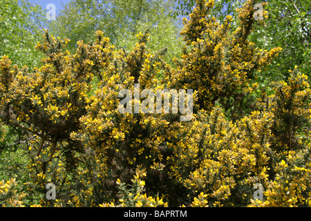 Gemeinsamen Ginster Ginster oder Stechginster, Ulex Europaeus, Fabaceae. Aka Honig Flaschen oder Hoth. Stockfoto