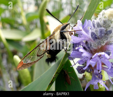 Kolibri Clearwing Motte, Sphinx Motte, Hermaris thysbe Stockfoto