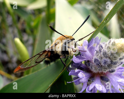 Kolibri Clearwing Motte, Sphinx Motte, Hermaris thysbe Stockfoto