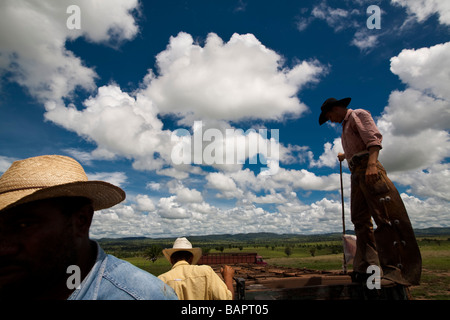 Rinder zum Schlachthof Anlage Jacutinga Bauernhof Figueirópolis d Oeste Mato Grosso Staat Brasilien be- Stockfoto